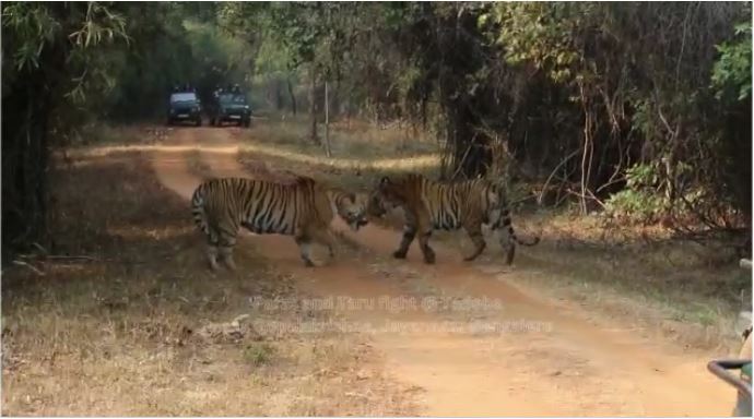 ताडोबा अंधारी टाइगर रिजर्व में एक छोटी मधु बाघिन के लिए दो बाघों के बीच लड़ाई का रोमांच