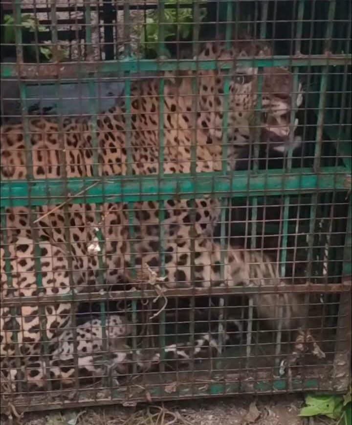 maneater-tiger-caught