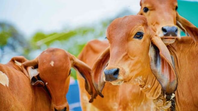 vaccination-campaign-up